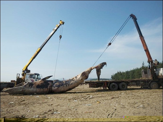 起重機吊運鯨魚尸體